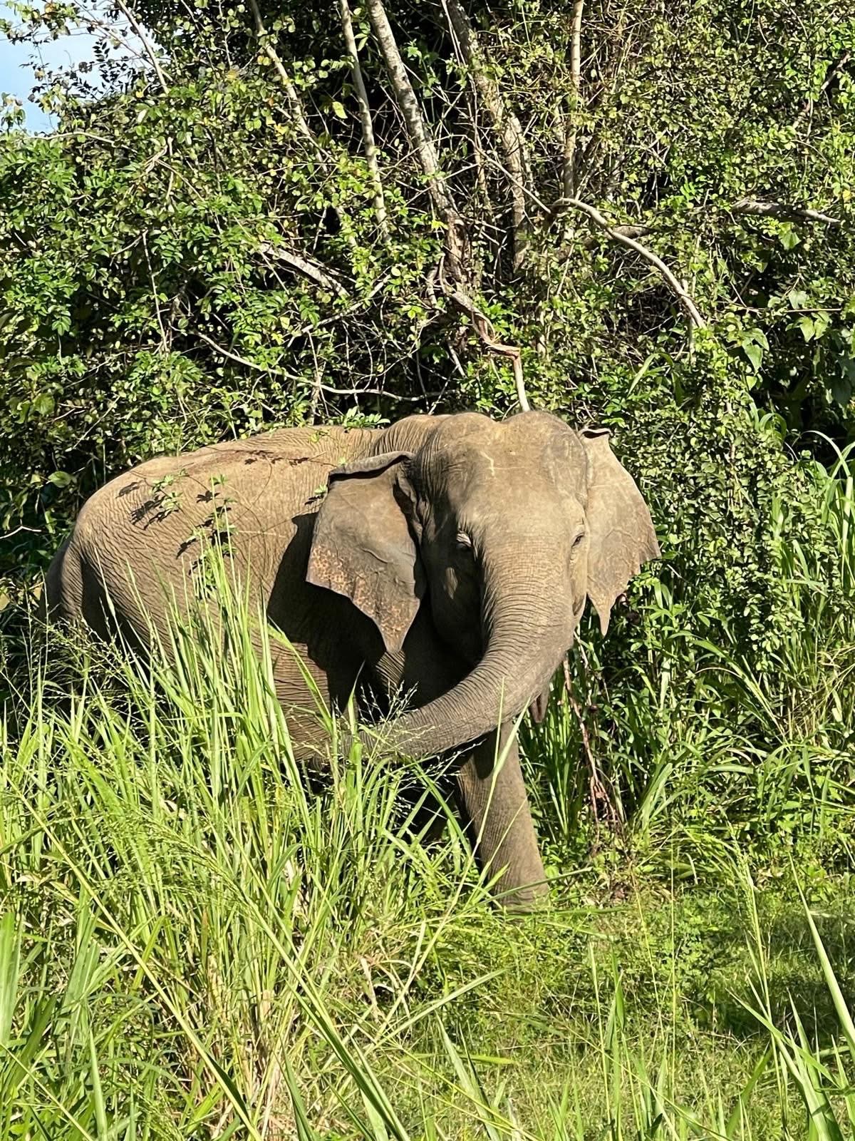 Minneriya National Park: Home of the Great Elephant Gathering