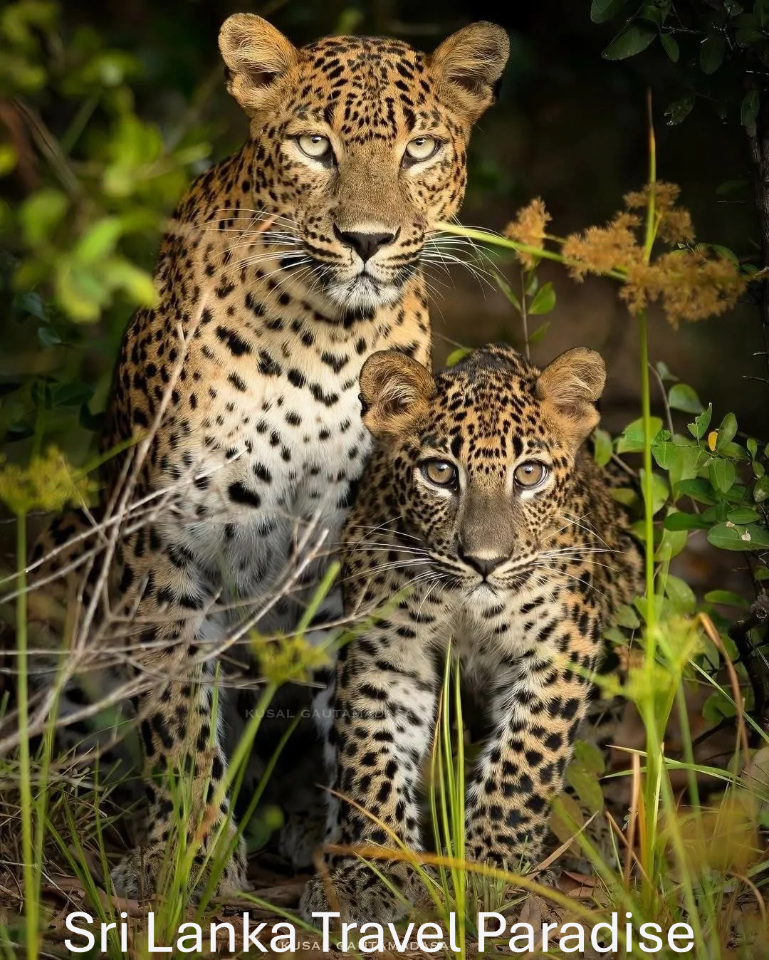 Leopards’ Paradise in Sri Lanka: Where to See These Elusive Big Cats in the Wild