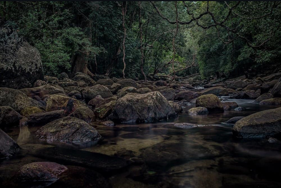 UNESCO Sinharaja Rainforest: Why It’s a Global Biodiversity Hotspot